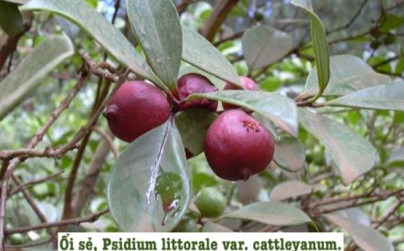 Cây ổi (Psidium guajava L.)
