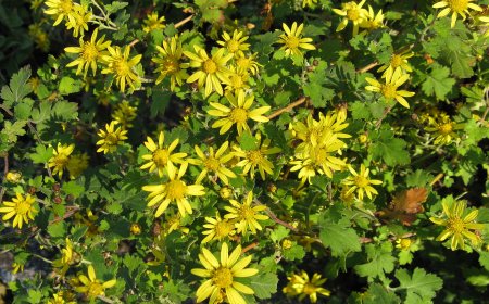 Cây Kim cúc, Cúc hoa vàng, hoàng cúc, Dã cúc hoa (Chrysanthemum indicum L, Dendranthema indicum (L.) Moul)