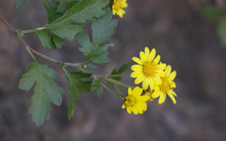 Cây Cúc Hoa, cam cúc hoa, bạch cúc hoa, cúc hoa trắng, cúc điểm vàng, hoàng cú (Những cây thuốc và vị thuốc Việt Nam – Đỗ Tất Lợi)