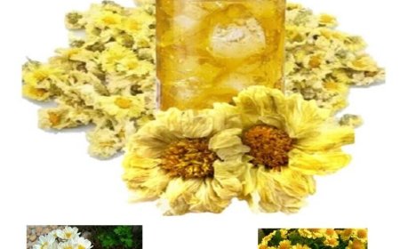 Hoa cúc vàng chữa mất ngủ, huyết áp cao
