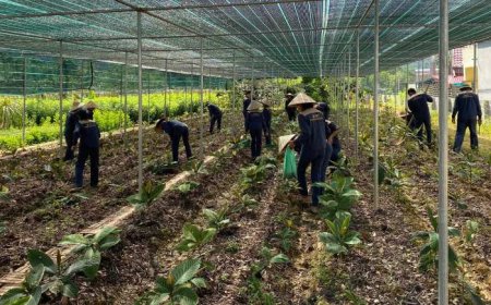 Quan tâm công tác bảo tồn, phát triển các loài dược liệu quí trên địa bàn tỉnh