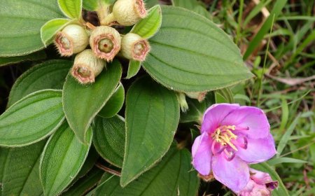 Chữa bệnh bằng Cây mua, mua bà, dã mẫu đơn, sơn thạch lựu, địa như. (Melastoma candidum D. Don)