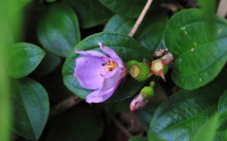 Thông tin cây Mua núi, Mua thấp, Mua lùn, Mua ôn (Melastoma dodecandrum Lour, (Melastoma repens Desr))
