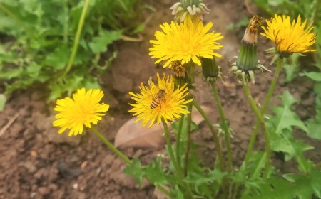 Vị thuốc Bồ công anh thấp (Bồ công anh thấp, Hùng hoa địa đinh, Bồ công anh trung quốc, Sư nha có tên khoa học: Taraxacum officinale (L.) Weber ex Wigg)