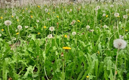 Thông tin Cây Bồ Công Anh theo sách Những cây thuốc và vị thuốc Việt Nam của GS.TS Đỗ Tất Lợi