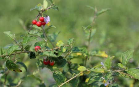 Cây cà gai leo chữa bệnh gì?