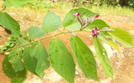 CÂY THUỐC NAM: Tìm hiểu Cây An Xoa có tên khoa học là Helicteres hirsuta Lour, thuộc họ sterculiaceae