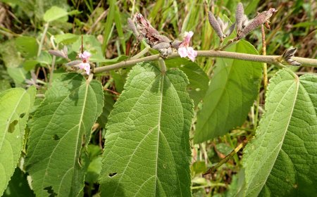 CÂY AN XOA: Thâu kén lông, Tổ kén lông, Thâu kén cái, Dó lông, Con chuột (Helicteres hirsuta Lour., Helicteres spicata Colebr. ex Mast)