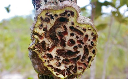 Loài thực vật cộng sinh với kiến là vị thuốc quý, có trong sách đỏ ở Việt Nam