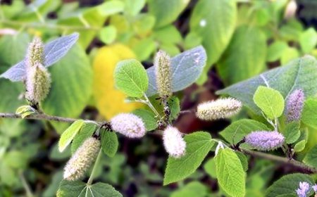 Cây an xoa (Helicteres hirsuta Lour): Tìm hiểu công dụngh và tác dụng của vị thuốc AN XOA