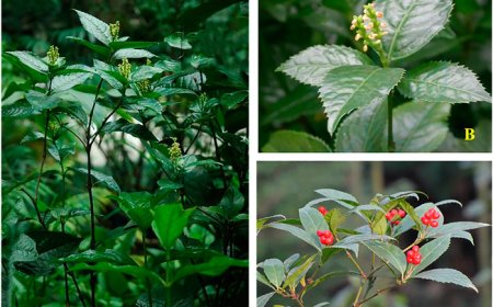 Tổng quan về Cây Sói rừng có tên khoa học: Sarcandra glabra (Thunb.) Nakai.  thuộc Họ : Hoa sói (Chloranthaceae).