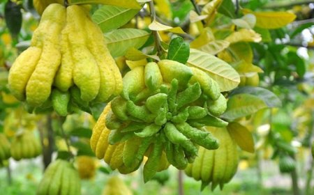 Cây thuốc nam: Cách dùng quả PHẬT THỦ chữa nhiều bệnh hiệu quả