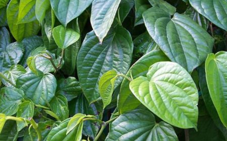 Trầu cay, lá trầu, trầu (Piper betle L., Piperaceae)