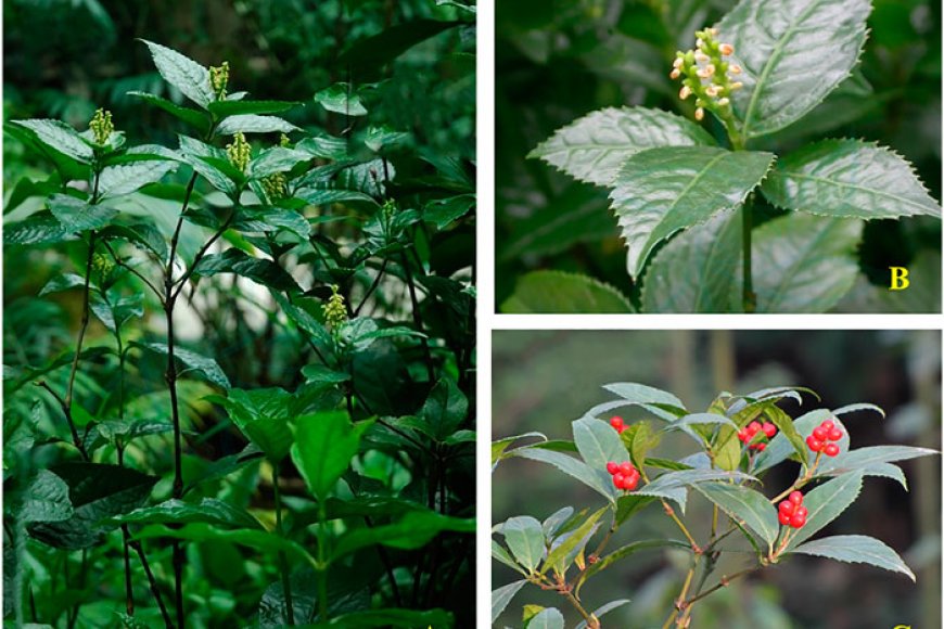 Tổng quan về Cây Sói rừng có tên khoa học: Sarcandra glabra (Thunb ...