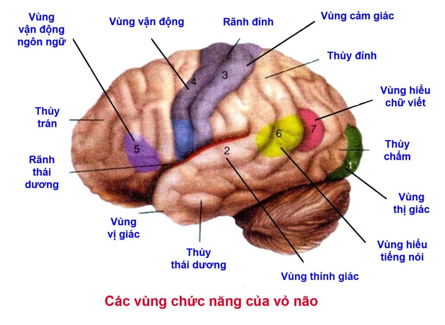 6 Dấu hiệu thông báo Não bộ đã bắt đầu Lão hóa