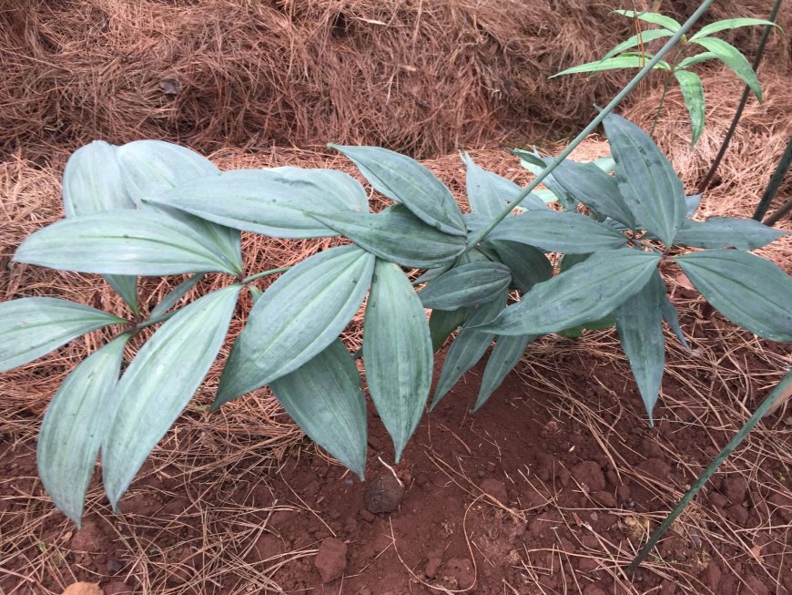 Cây Hoàng tinh hoa đỏ, Hoàng tinh lá mọc vòng, Củ cơm nếp (Polygonatum kingianum Coll. et Hemsl.)