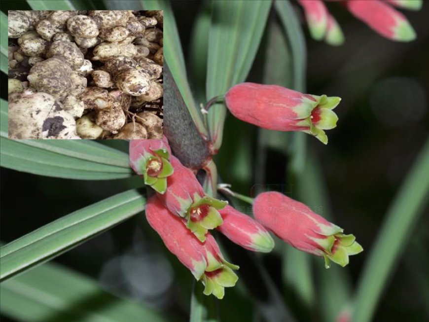 Cây Hoàng tinh hoa đỏ, Hoàng tinh lá mọc vòng, Củ cơm nếp (Polygonatum kingianum Coll. et Hemsl.)