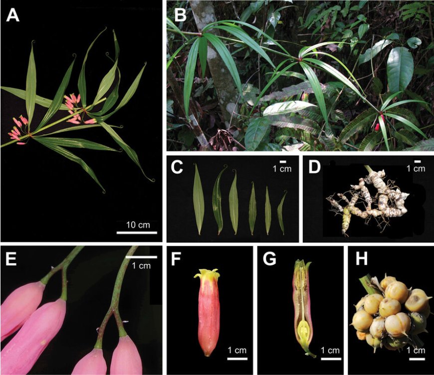 Cây Hoàng tinh hoa đỏ, Hoàng tinh lá mọc vòng, Củ cơm nếp (Polygonatum kingianum Coll. et Hemsl.)