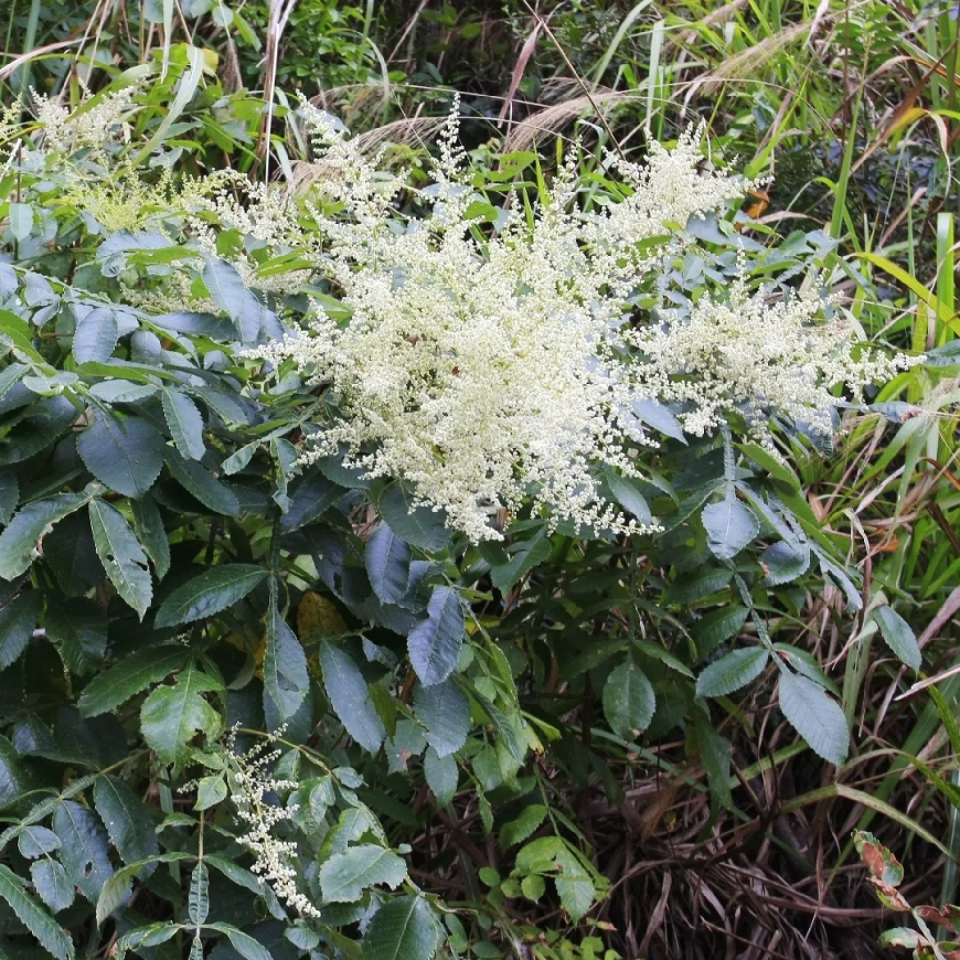 Cây Muối, Ngũ bội tử (Rhus Chinensis Mill, Rhus javanica L., Rhus semialata Murr.)