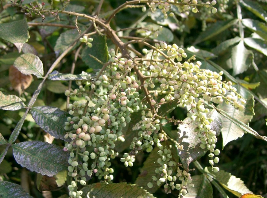 Cây Muối, Ngũ bội tử (Rhus Chinensis Mill, Rhus javanica L., Rhus semialata Murr.)