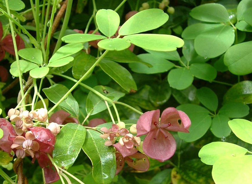 Cây cỏ máu, Kê huyết đằng, Huyết đằng (Sargentodoxaceae, Sargentodoxaceae Stapf ex Hutch)