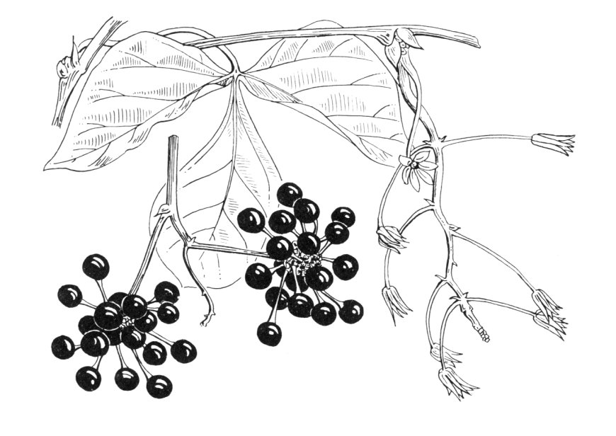 Cây cỏ máu, Kê huyết đằng, Huyết đằng (Sargentodoxaceae, Sargentodoxaceae Stapf ex Hutch)