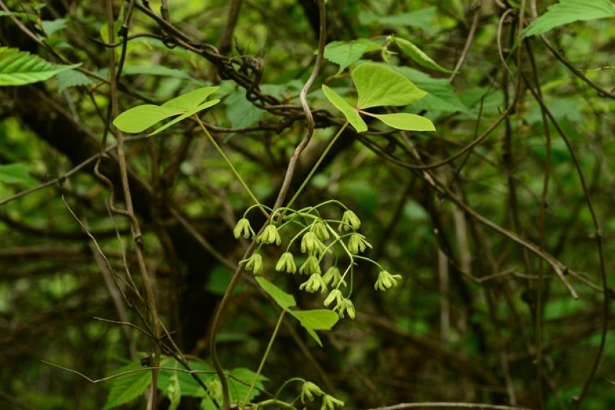 Huyết đằng, Đại huyết đằng, Hồng đằng (Tên khoa học Sargentodoxa cuneata (Oliv.) Rehd. et Wils. (Holboellia cuneata Oliv.)