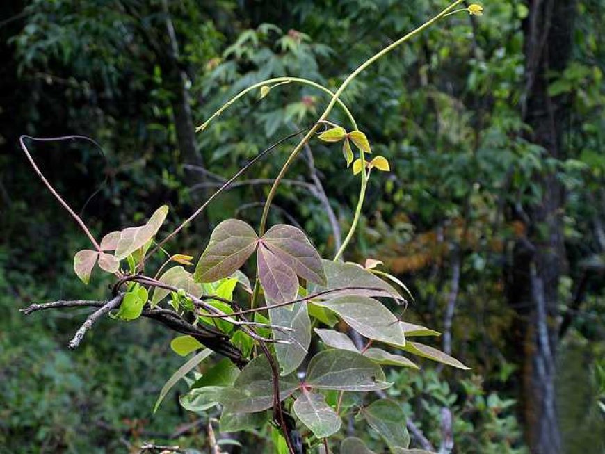 Huyết đằng, Đại huyết đằng, Hồng đằng (Tên khoa học Sargentodoxa cuneata (Oliv.) Rehd. et Wils. (Holboellia cuneata Oliv.)