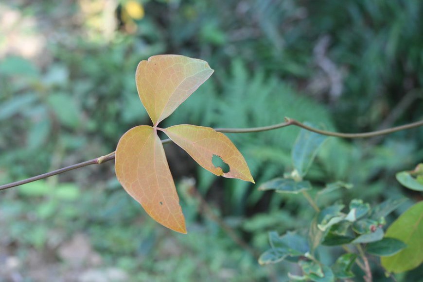 Huyết đằng, Đại huyết đằng, Hồng đằng (Tên khoa học Sargentodoxa cuneata (Oliv.) Rehd. et Wils. (Holboellia cuneata Oliv.)