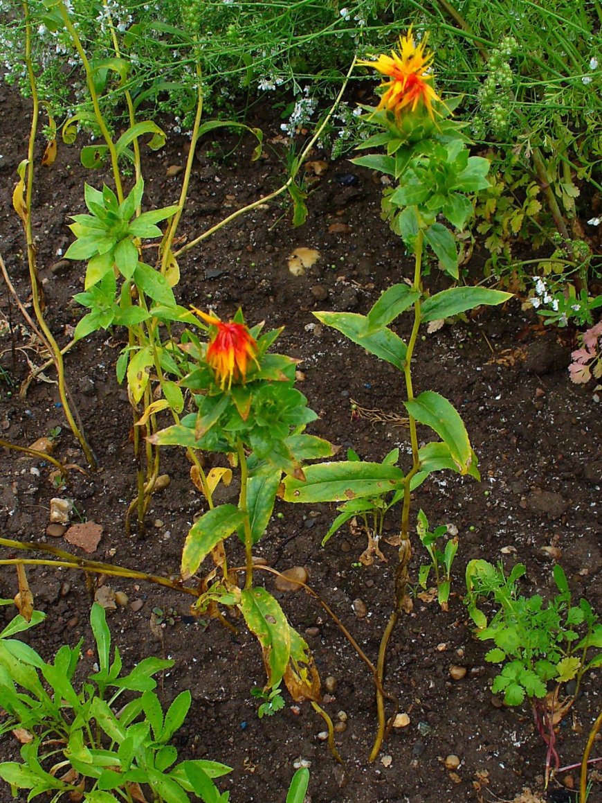 Tìm hiểu cây thuốc cây Hồng hoa, Rum, Hồng lam hoa (Carthamus tinctorius L)