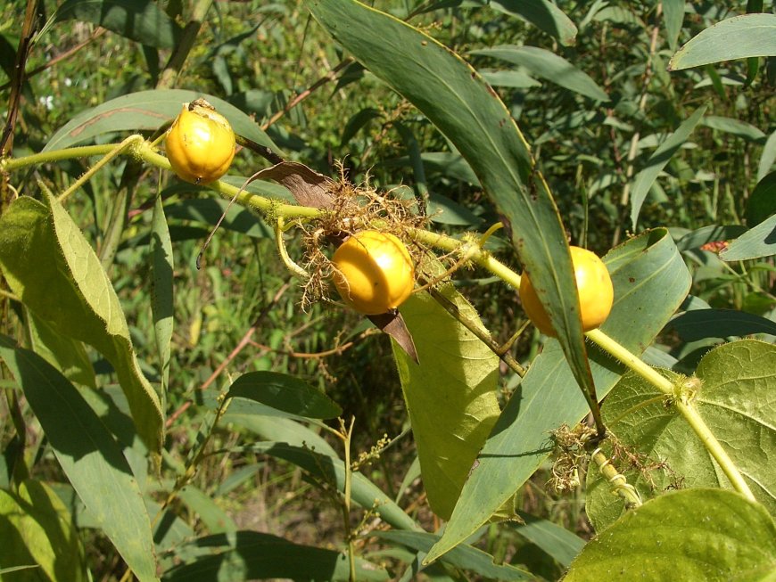 NGHIÊN CỨU XÂY DỰNG QUY TRÌNH SẢN XUẤT HẠT GIỐNG LẠC TIÊN (PASSIFLORA FOETIDA L.) TẠI THANH HÓA