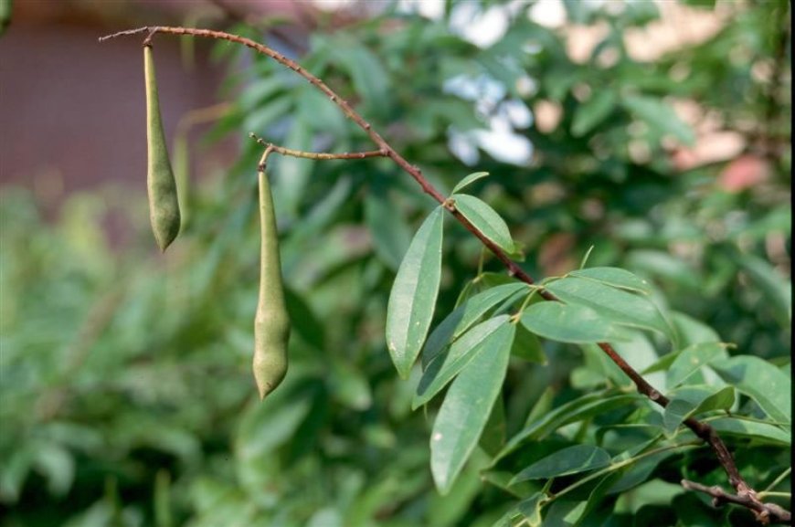 Cây thảo dược Việt Nam cây Kê Huyết Đằng, Cây Máu Gà (Milletia Reticulata Benth)