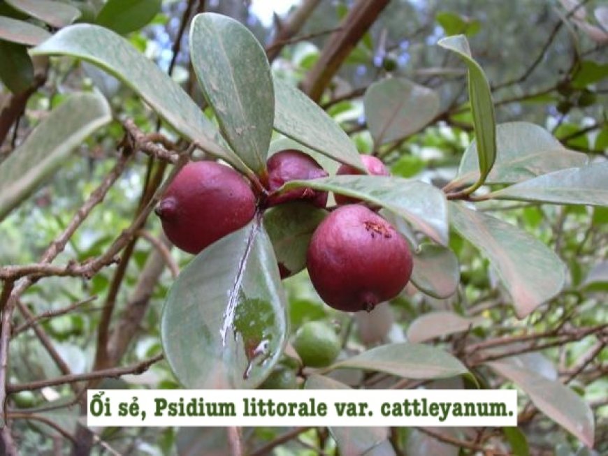Cây ổi (Psidium guajava L.)