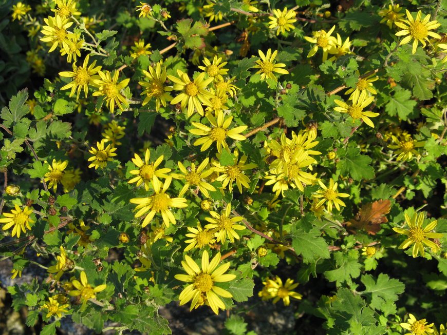 Cây Kim cúc, Cúc hoa vàng, hoàng cúc, Dã cúc hoa (Chrysanthemum indicum L, Dendranthema indicum (L.) Moul)