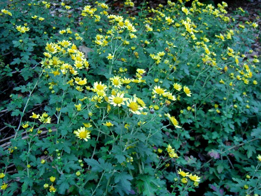 Cây Kim cúc, Cúc hoa vàng, hoàng cúc, Dã cúc hoa (Chrysanthemum indicum L, Dendranthema indicum (L.) Moul)