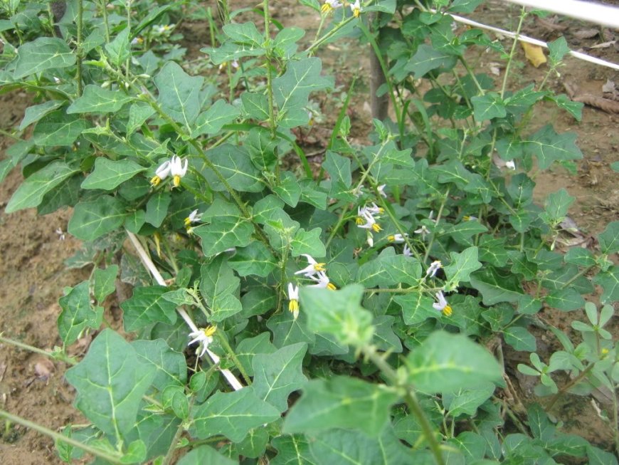 Tổng quan cây Cà gai dây, Cà quýnh, Cà quạnh, Gai cườm (Solanum procumbens Lour, Solanum hainanense)