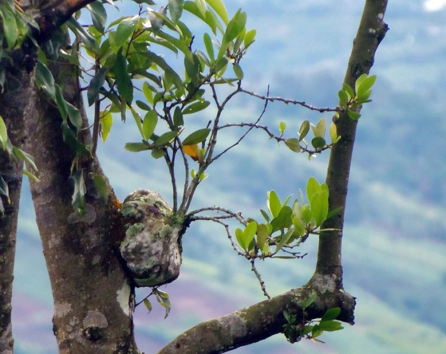 Kiến kỳ nam, trái bí kỳ nam, kỳ nam kiến, ổ kiến, kỳ nam gai (Hydnophytum formicarum Jack, (lá rộng), Myrmecodia armata DC. (lá hẹp))