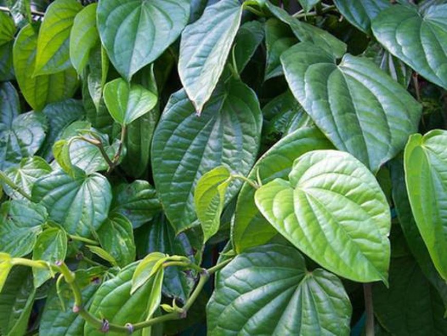 Trầu cay, lá trầu, trầu (Piper betle L., Piperaceae)