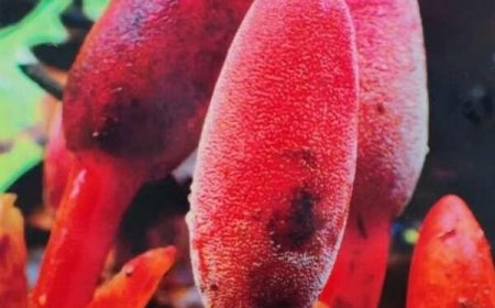 Cây gió đất hoa thưa, Nấm đất (Balanophora laxiflora Hemsl)