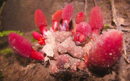 Cây tỏa dương có tác dụng gì?