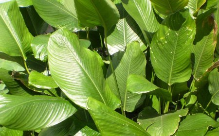 Cây Dong rừng, Lá dong – Phrynium placentarium (Lour.) Merr. (Phrynium parviflorum Roxb.)