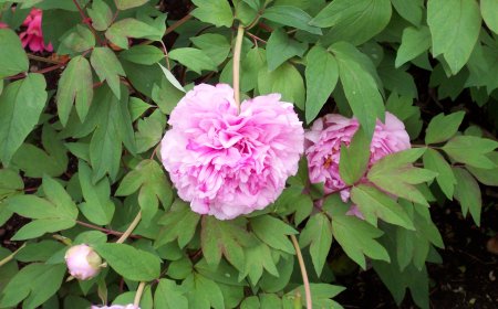 Cây Mẫu Đơn, Mẫu đơn bì (Theo sách  Những cây thuốc và vị thuốc Việt Nam của GS. Đỗ Tất Lợi được xuất bản năm 2004)