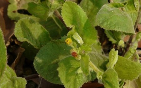 Cải trời, Cải ma, Kim đầu tuyến, Cỏ hôi, hạ khô thảo (Blumea lacera (Burm.f.) DC. (Blumea glandulosa DC.))