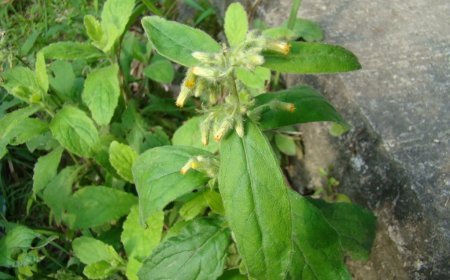 Cải trời (Blumea lacera, Herba Blumeae Lacerae)