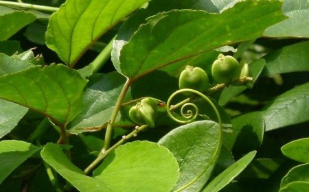 LUẬN ÁN TIẾN SĨ DƯỢC HỌC nghiên cứu  thành phần hóa học và tác dụng chống viêm in vitro của cây Dây đòn gánh (Gouania leptostachya DC.), họ Táo ta (Rhamnaceae)