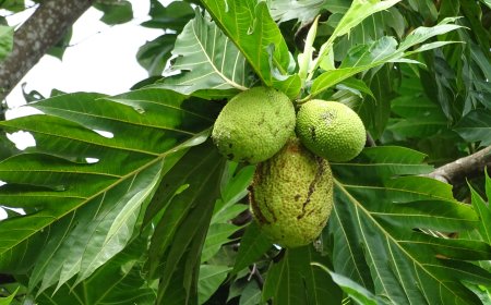 Cây Xa Kê, Cây Bánh Mỳ - Artocarpus incisa L theo Những cây thuốc và vị thuốc Việt Nam của GS.TS Đỗ Tất Lợi