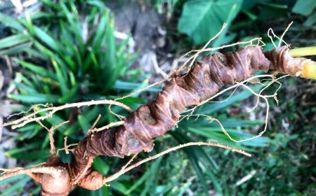 LUẬN ÁN TIẾN SĨ Nghiên cứu thành phần hóa học Sâm Việt Nam (Panax vietnamensis, Araliaceae) theo hướng tác động bảo vệ thận