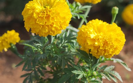 Cúc vạn thọ, Khổng tước thảo, Hoàng cúc hoa (Tagetes erecta L, Folium et Radix Tagetes Erecta)