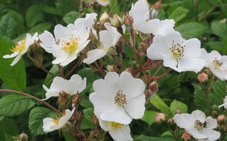 Cây hoa Tầm Xuân chữa bệnh Xương Khớp, Tiêu hoá, tiểu nhiều, tiểu không cầm, trẻ em đái dầm