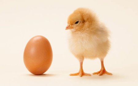 Đã tìm ra câu trả lời quả trứng hay con gà có trước